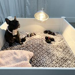 French Bulldog All Grown Up from Frenchie & Co.