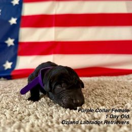 Labrador Retriever Puppies from OzLand Labrador Retrievers