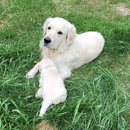 Rocky - Golden Retriever