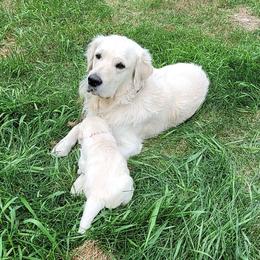 Rocky - Golden Retriever