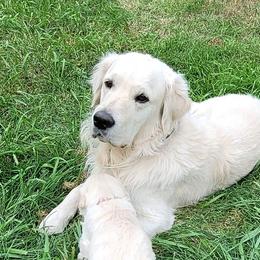 Rocky - Golden Retriever