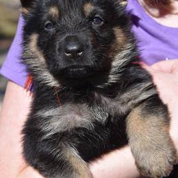 German Shepherd Puppies from Sudenblick German Shepherds