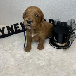 Olaf - Red  male Goldendoodle puppy in Phoenix, Arizona from Amore Doodles & Poodles