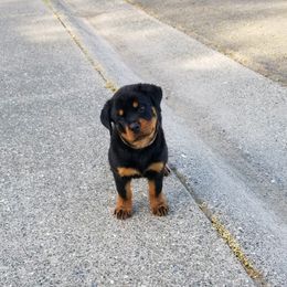 Rottweilers from Topline Rottweiler