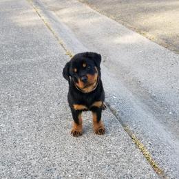 Rottweilers from Topline Rottweiler