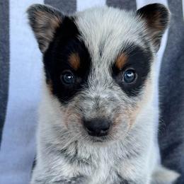 Boy 1 - Blue male Australian Cattle Dog puppy in Irvington, Kentucky from Dry Valley’s Australian Cattle Dogs