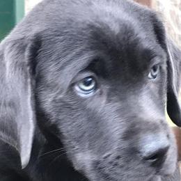 Noey - Labrador Retriever