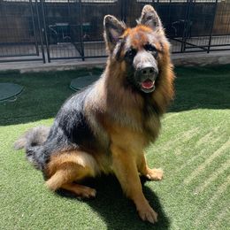 Mars - German Shepherd