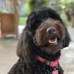 Goldendoodles from Michelle's Goldendoodles