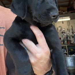 Fluorescent green - Black female Labrador Retriever puppy in Tabernacle, New Jersey from Glenn Farm Retrievers