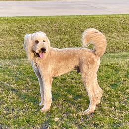 REM - Goldendoodle