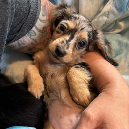 Bacardi - Dapple female Dachshund puppy in Mayfield, Kentucky from H&C’s Dachshunds and Retrievers