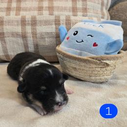 1 - Black and tan male Pembroke Welsh Corgi puppy in Necedah, Wisconsin from The 6Ks Paws and Hobbies