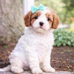 Tara - White female Cavapoo puppy in Ormond Beach, Florida from Florida Coast Doodles