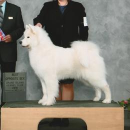 Daisy - Samoyed