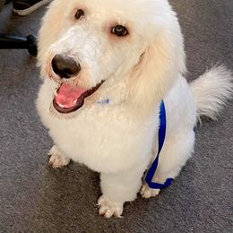 Apollo - Poodle