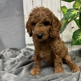 Pink Collar Girl 2150 - Red  female Goldendoodle puppy in Alvin, Texas from JP Southern Doodles