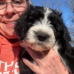 Boy 3 - Black and white male Sheepadoodle puppy in Eleva, Wisconsin from Molly’s Doodles