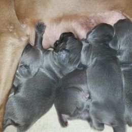 Weimaraner Puppies from LAAT Weims
