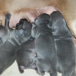 Weimaraner Puppies from LAAT Weims