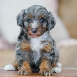 Wyatt - Merle male Bernedoodle puppy in Dundee, Ohio from Down Home Doodle