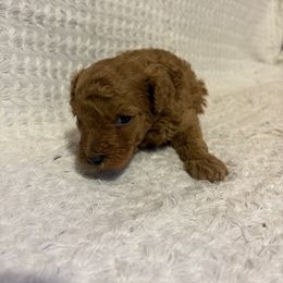 Pekingese and Poodle Puppies from Dogs lovers