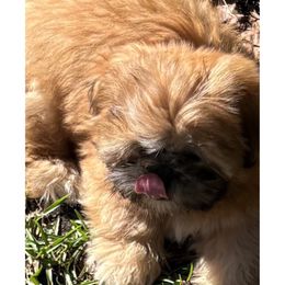 Shih Tzu Puppies from Shih-tzu Dynasty