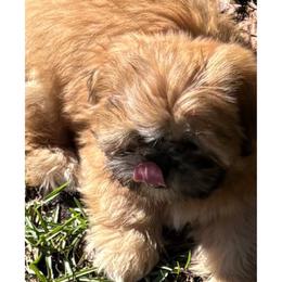Shih Tzu Puppies from Shih-tzu Dynasty