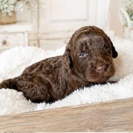 Purple collar - Chocolate female Goldendoodle puppy in Christiana, Tennessee from Rechlicz Family Doodles