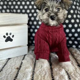 Miniature Schnauzer Puppies from Schnauzers on Robinson Lane