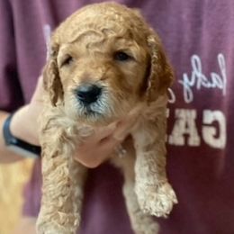 Goldendoodle Puppies from Sheffield Doodles