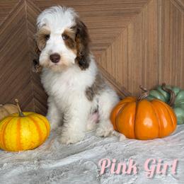 Pink Girl - Chocolate merle female Bernedoodle puppy in Modesto, California from Two Doods Doodles