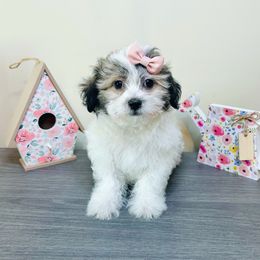 Jade - Brindle female Companion Cross puppy in Morehead, Kentucky from Paw Perfect Pets