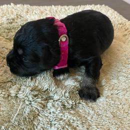 Lyla - Black and silver female Miniature Schnauzer puppy in Springfield, Ohio from Cindy’s Mini Schnauzers