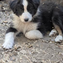 Comet - Black tri-color male Australian Shepherd puppy in Citra, Florida from AEW Farm