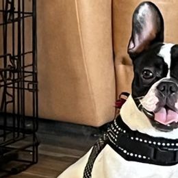 French Bulldogs from Kathy's French Bulldogs
