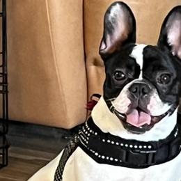French Bulldogs from Kathy's French Bulldogs