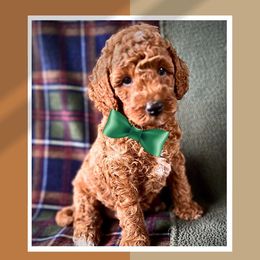 Cockapoo and Goldendoodle Puppies from Boutique Doodles