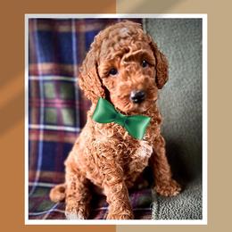 Cockapoo and Goldendoodle Puppies from Boutique Doodles
