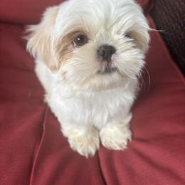 Pluto - Cream and white male Shih Tzu puppy in Lakeland, Florida from Sunshine Shih Tzus