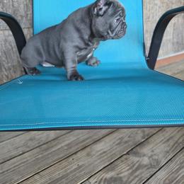 Girl 2 - Blue female French Bulldog puppy in Crane, Missouri from James River French Bulldogs