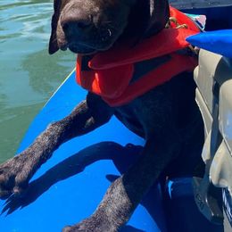German Shorthaired Pointers from Creekwood Kennels