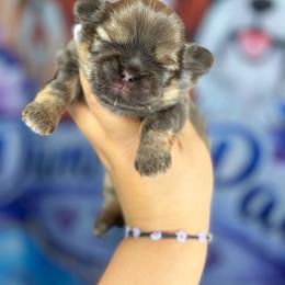 CKC Hershey - Chocolate and tan male Shih Tzu puppy in Roseville, Michigan from Diamond Paws LLC