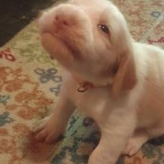 Spinone Italiano Puppies from Maple Hollow Spinone