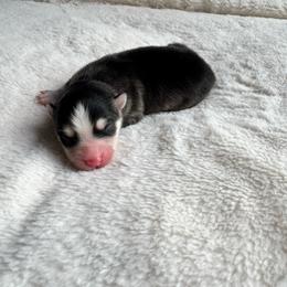 Sorin - Black and white male Pomsky puppy in Boonville, Indiana from Elysian Pomskies