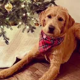 Bearded Retrievers and Labradoodles from Old Mission Retrievers