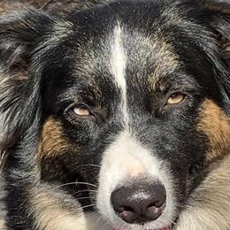 Oakley - Australian Shepherd