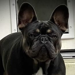 Maya - French Bulldog
