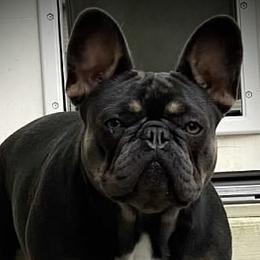 Maya - French Bulldog