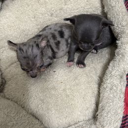 Jewel - Merle female Chihuahua puppy in Breese, Illinois from Casey's Chihuahuas and mini Dachshunds